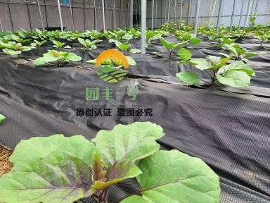 【小雪至】农事莫停，防寒布一定要提前准备！