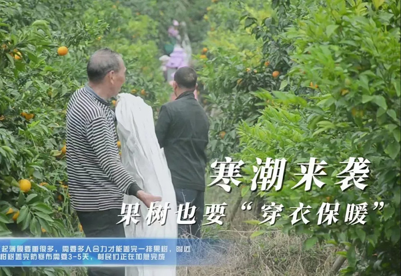 柑橘防寒防冻管理技术要点